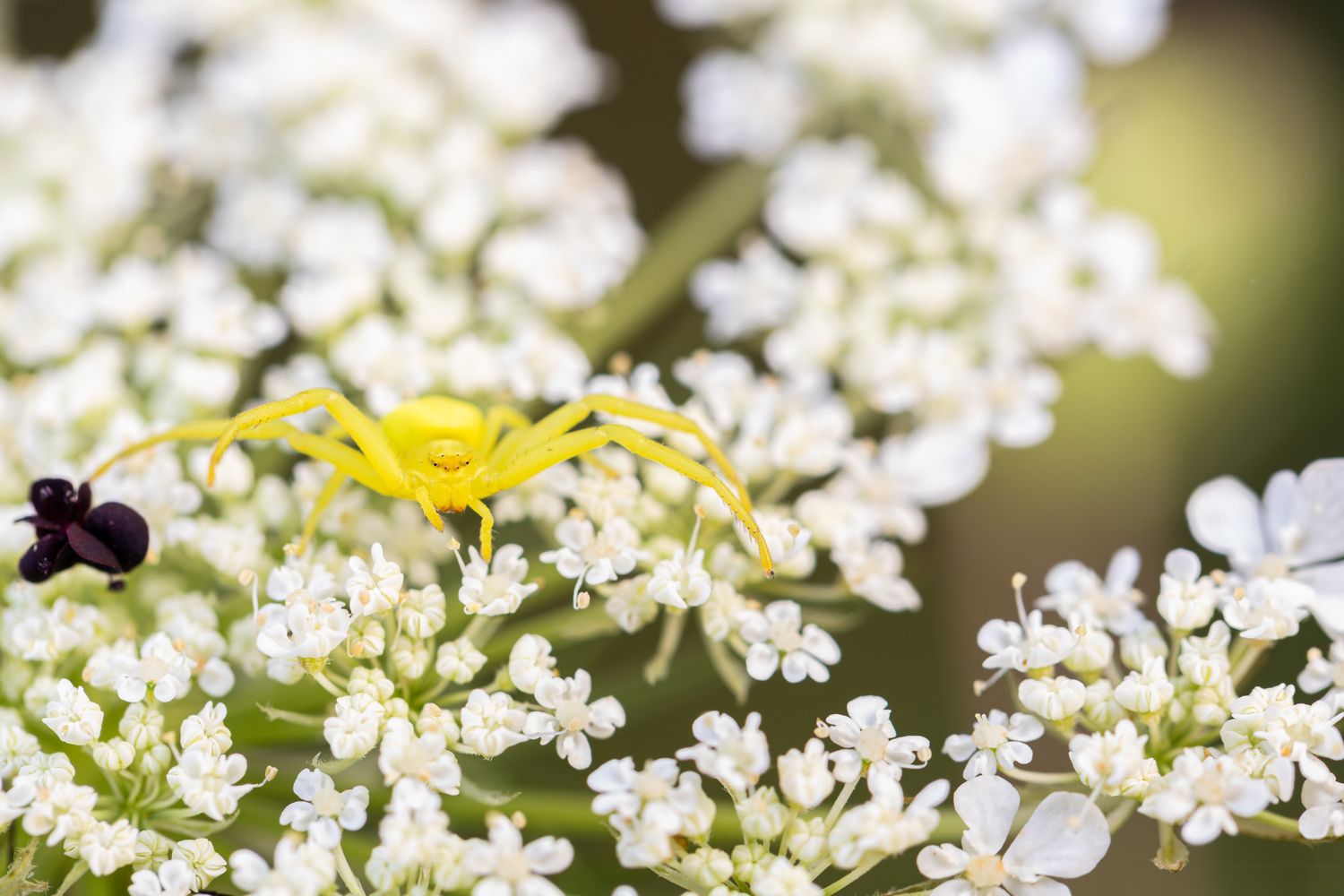 A yellow goldenrod crab spider perched on white flowers.