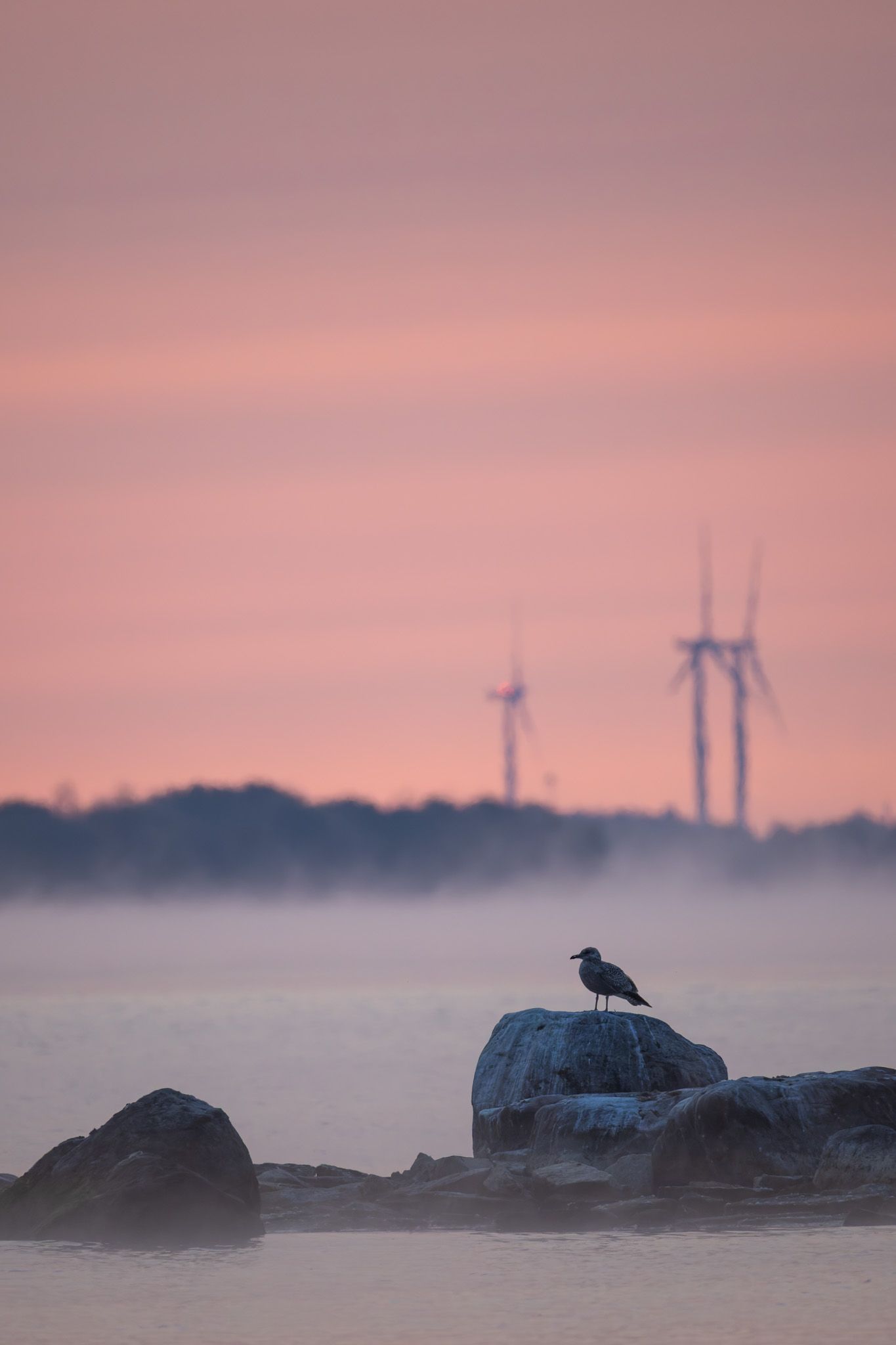 A gull perched on a rock with a pink sky and the silhouette of windmills in the background.