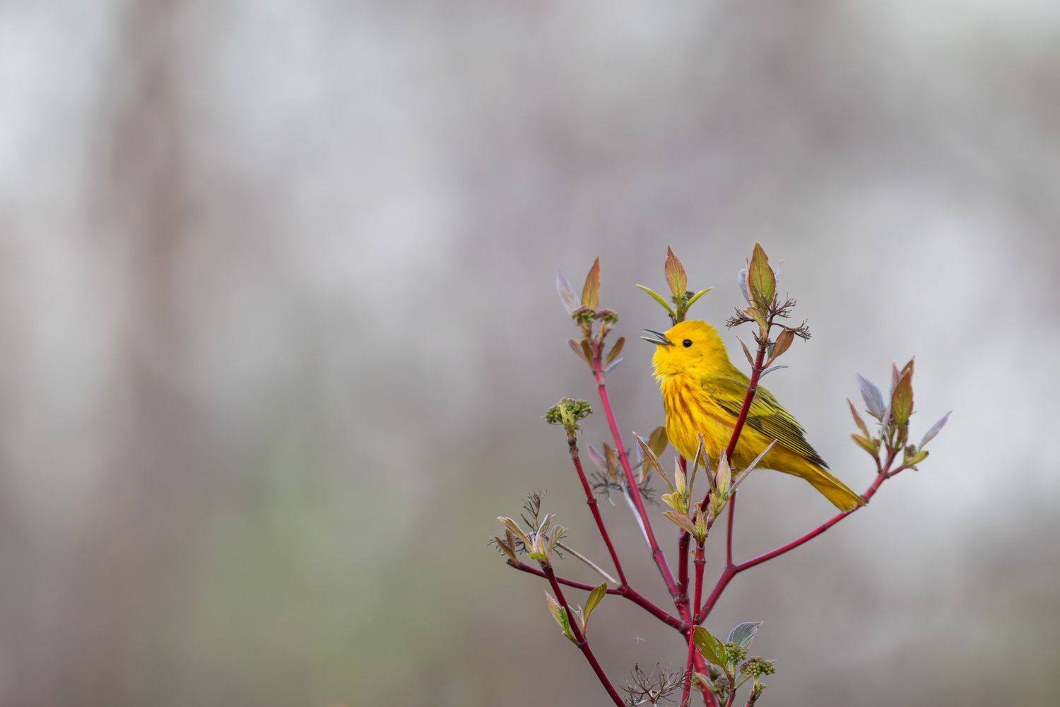 A small yellow bird with red streaks on its chest, singing at the top of a red-branched bush with buds and small new leaves.