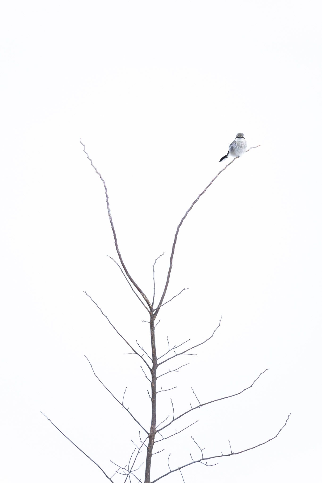 A small grey and black bird, specifically a northern shrike, perched on the bare branches of a sapling.