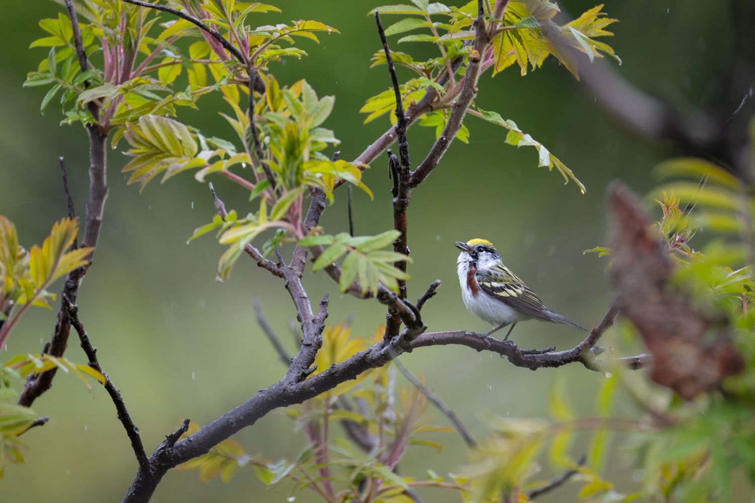 A small brown, white and yellow chestnut-sided warbler singing in the rain while perched on a branch.
