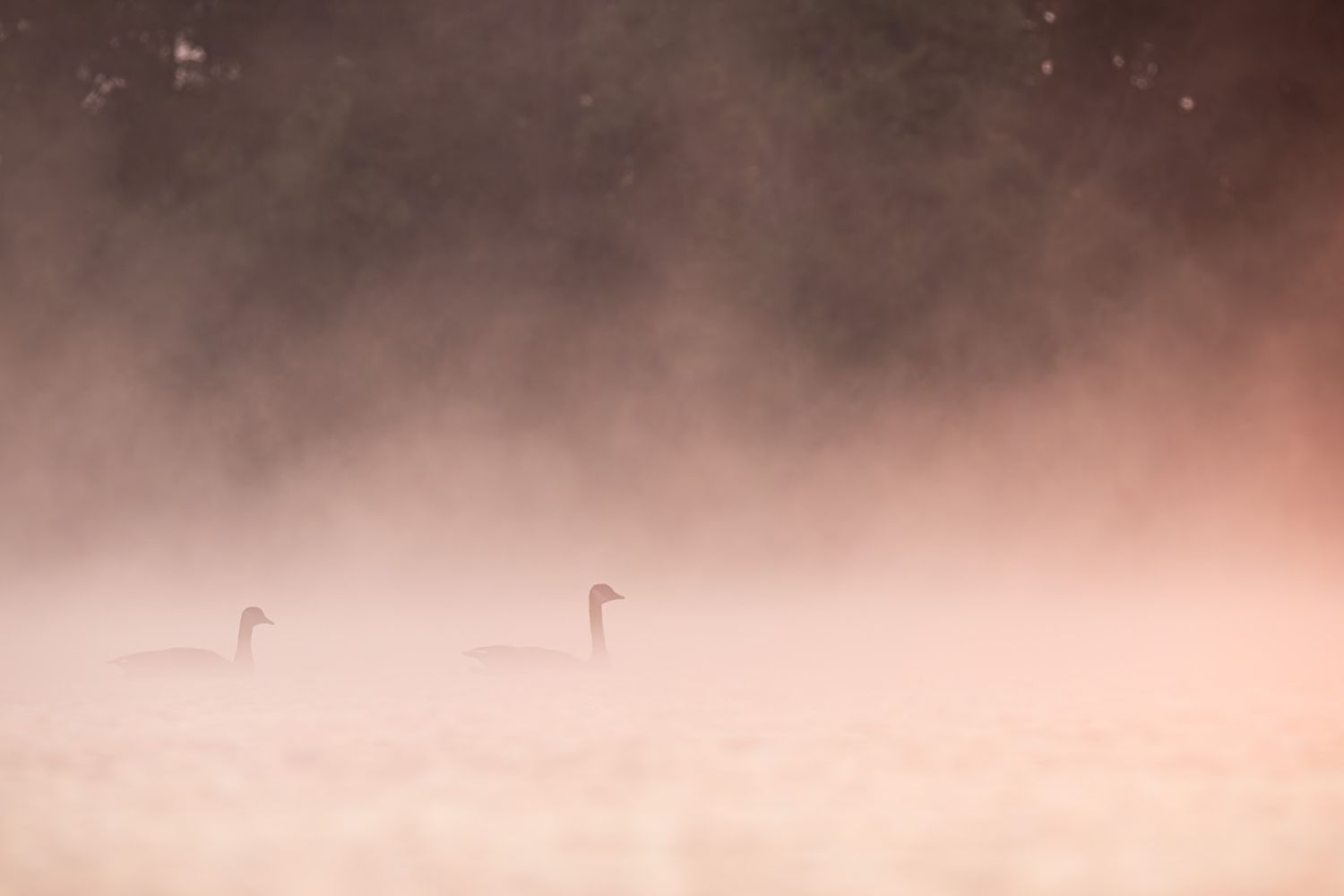 Two Canada geese paddling on the water, surrounded by glowing pink mist.