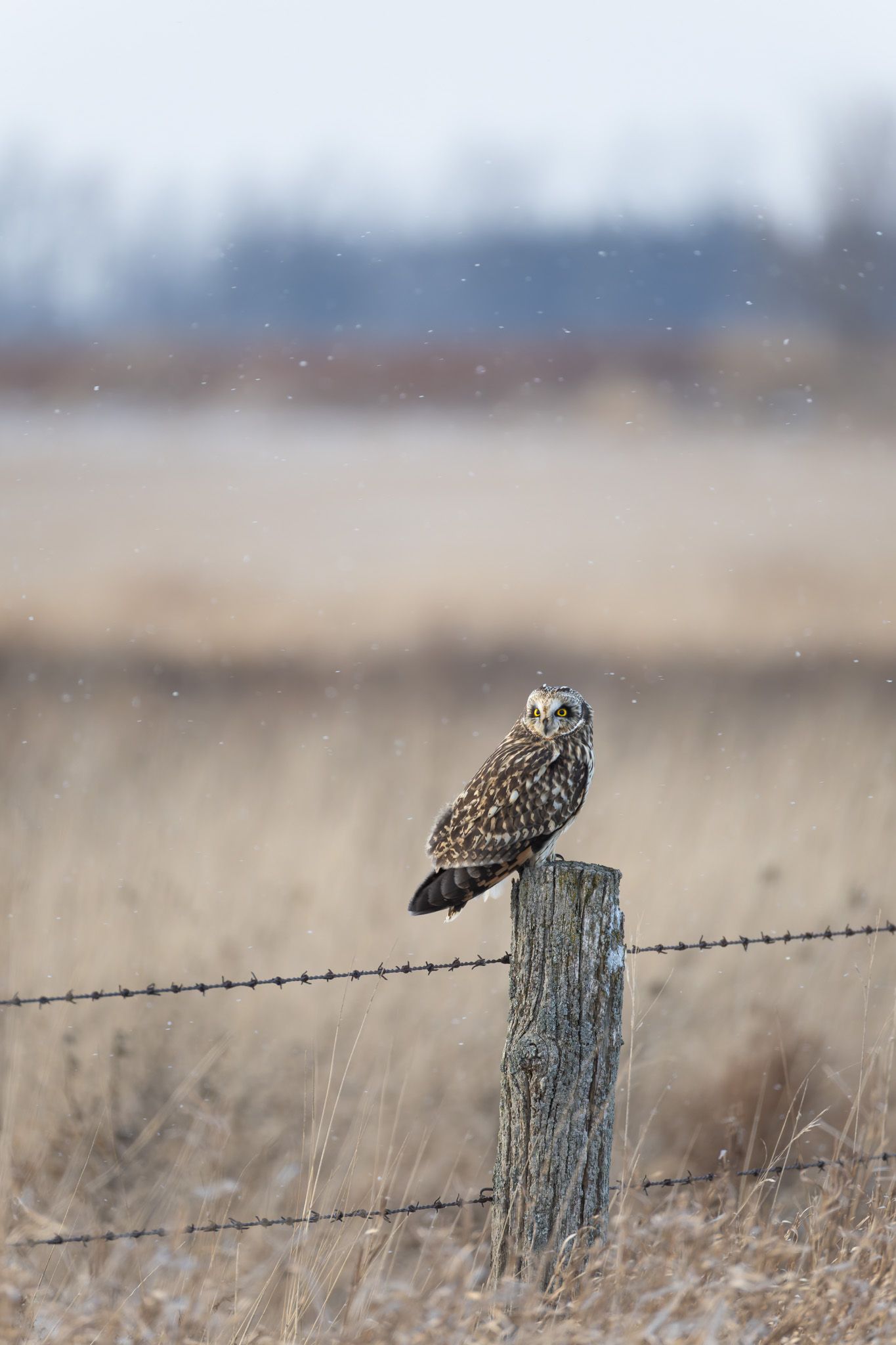 A small mottled brown and cream owl with brown winter fields and snow in the background.