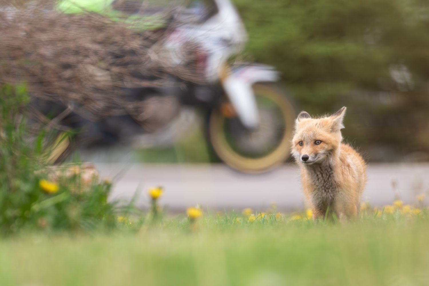 A scared looking fox kit with a motorcycle driving on the road behind him.