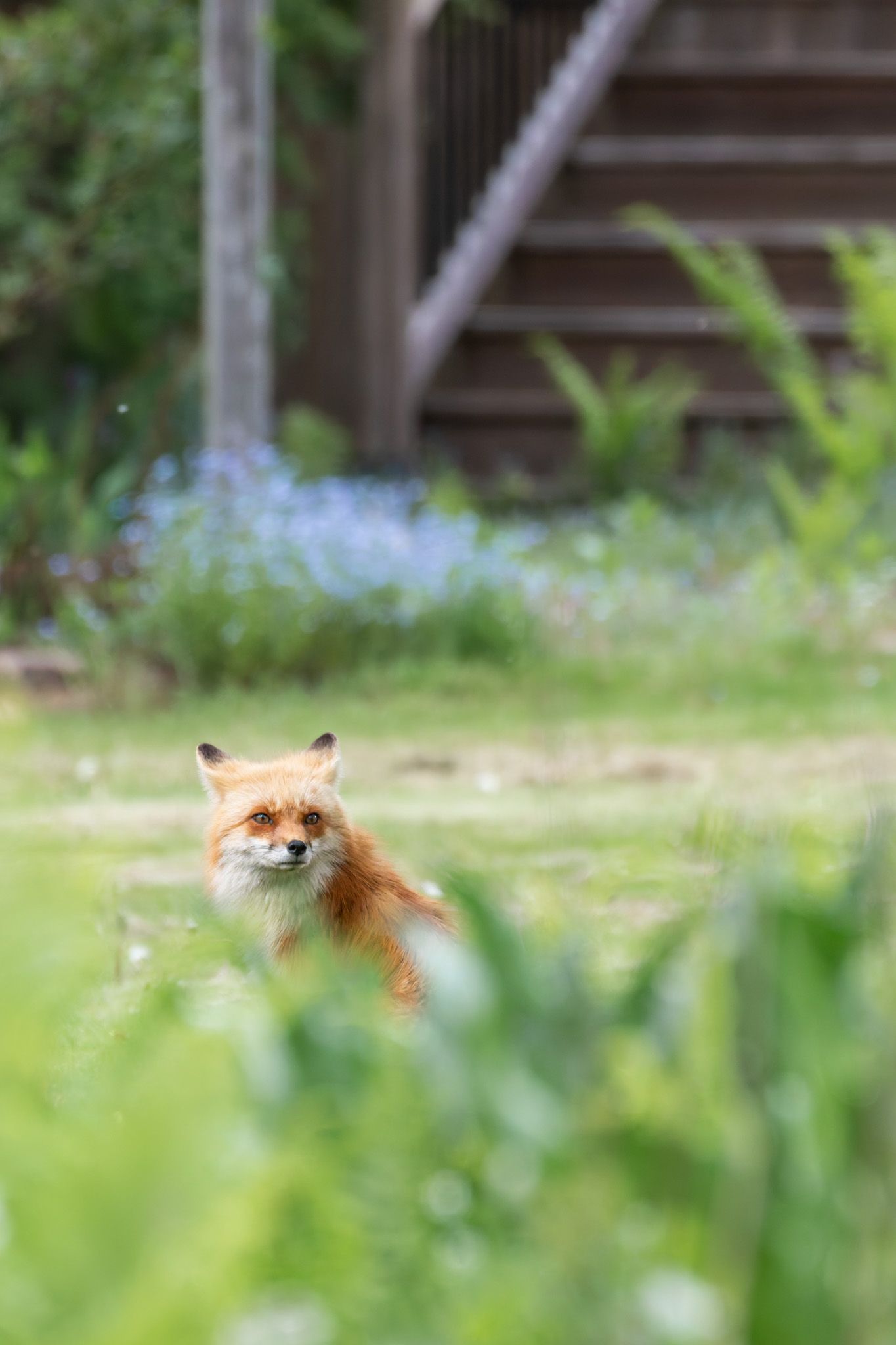 A red fox peeking out from behind bushes, with blue flowers and deck stairs in the background.