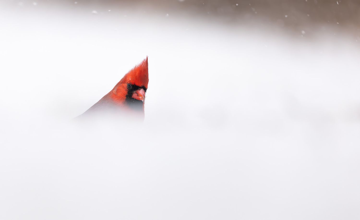 A bright red cardinal on the snowy ground, with more snow in the background. It is behind a small drive so only its head is visible.