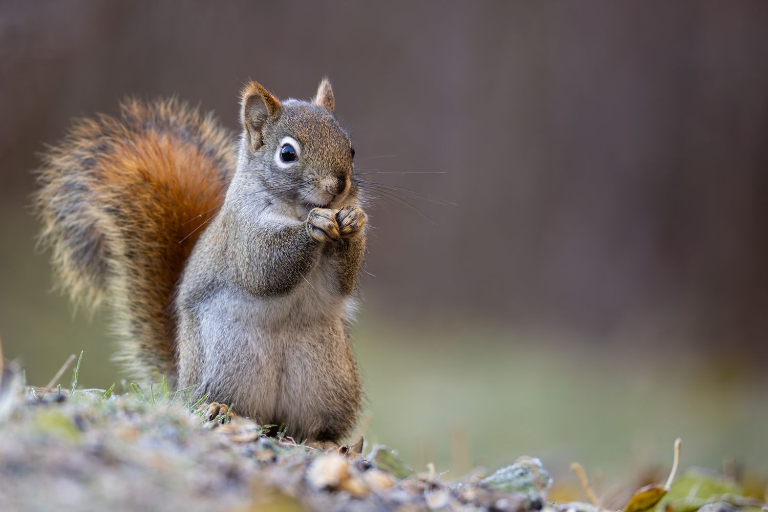 A red squirrel eating a nut held in its paws.