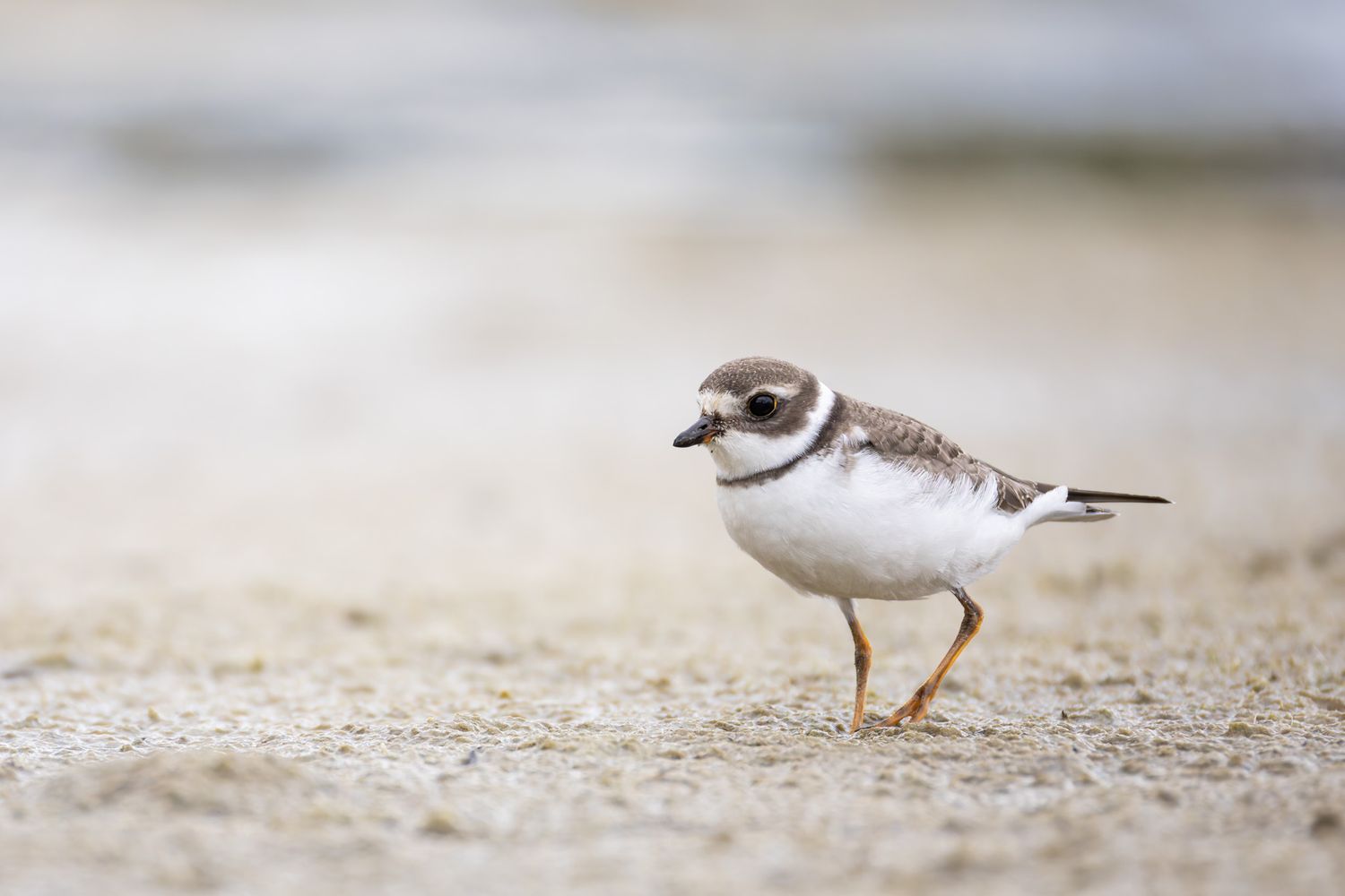 A small white and grey plover, standing on a beach, It has a black collar, big eyes and and small beak.