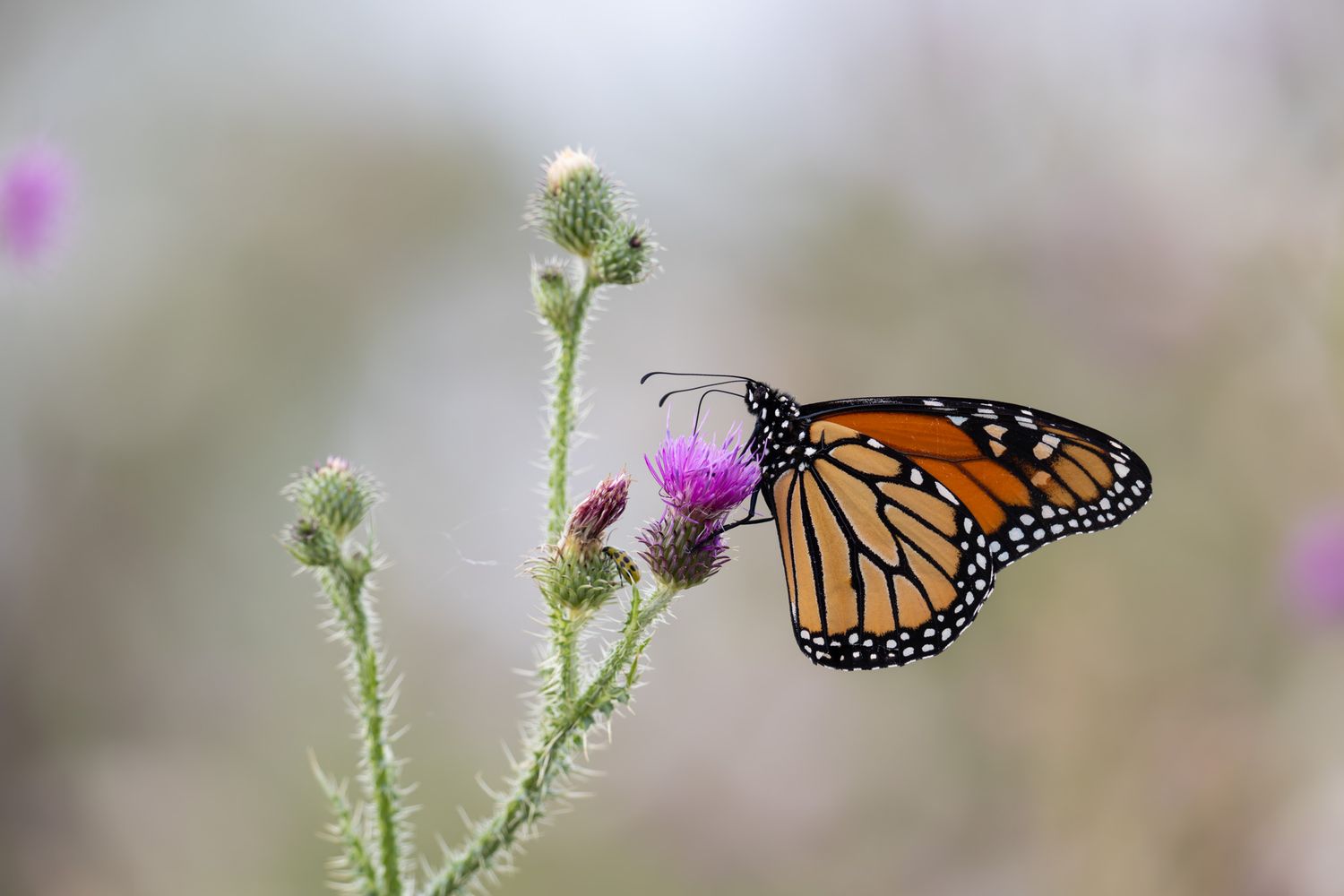 A orange and black monarch butterfly perched on a pink thistle blossom.