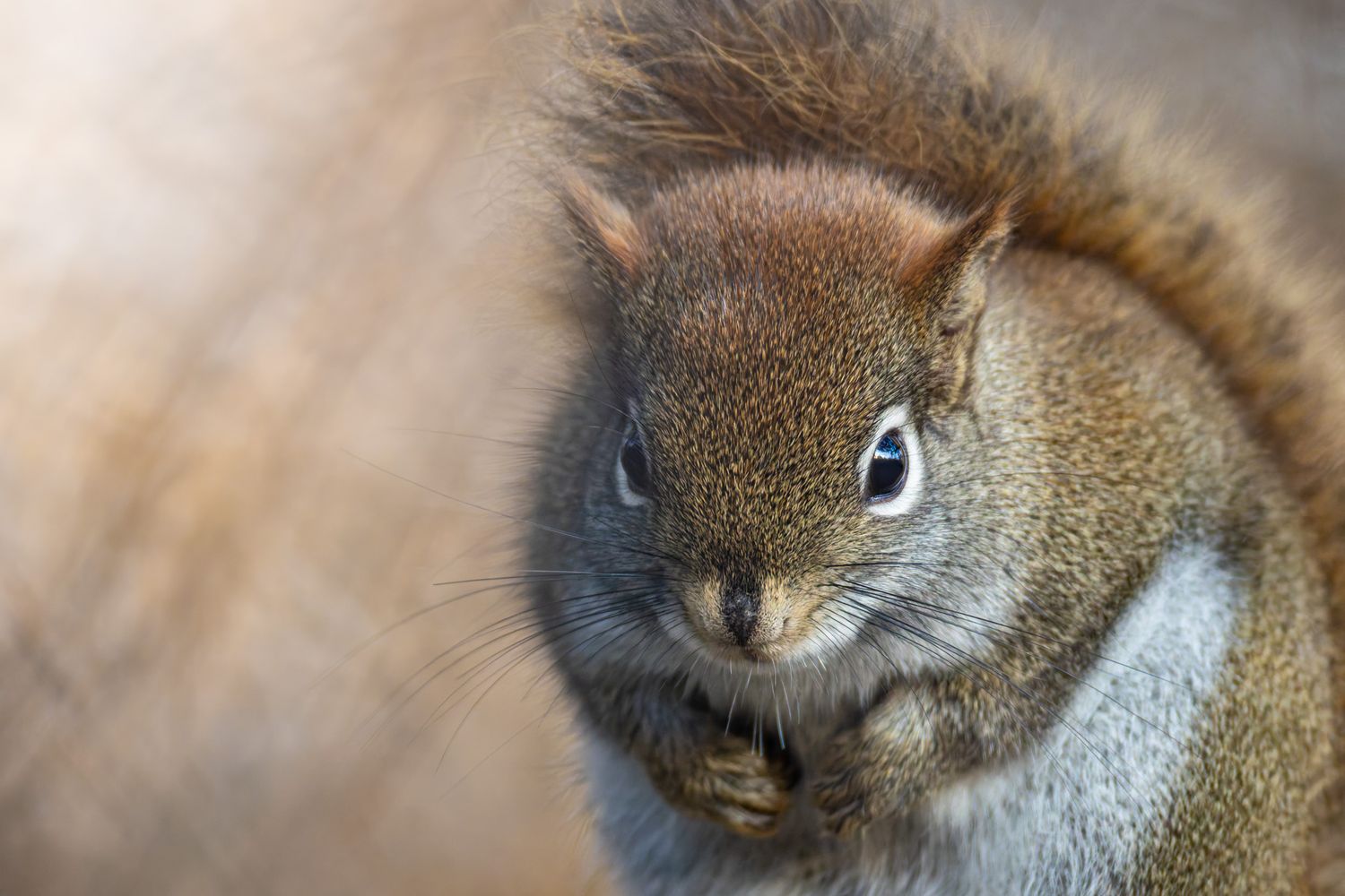 A tight portrait of slightly angry looking, small reddish squirrel.