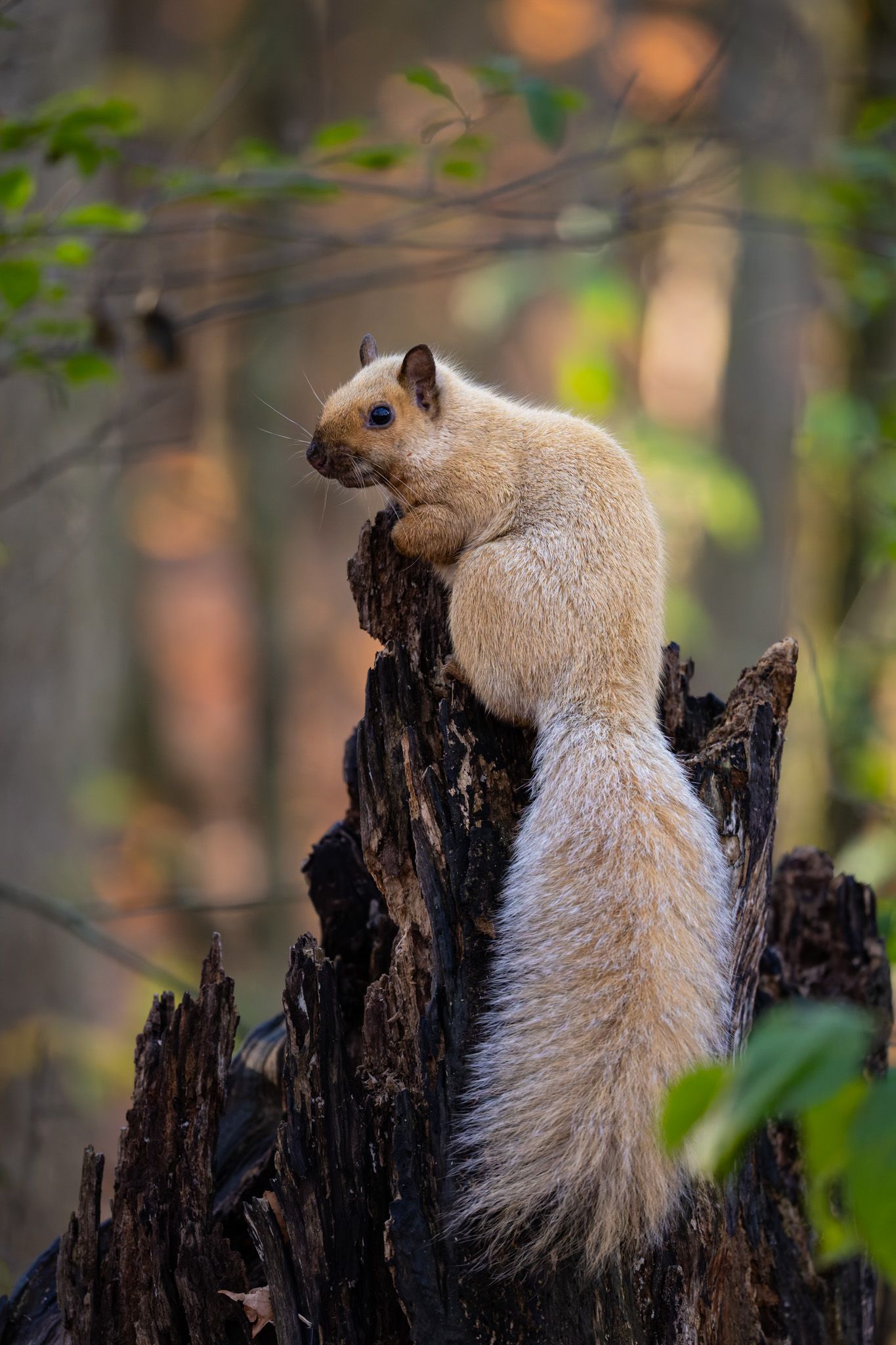 A golden blonde squirrel perched on a tree stump with glowing autumn colours in the background.