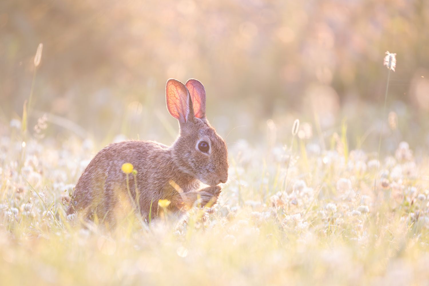 A small brown rabbit in golden backlight, washing its face.