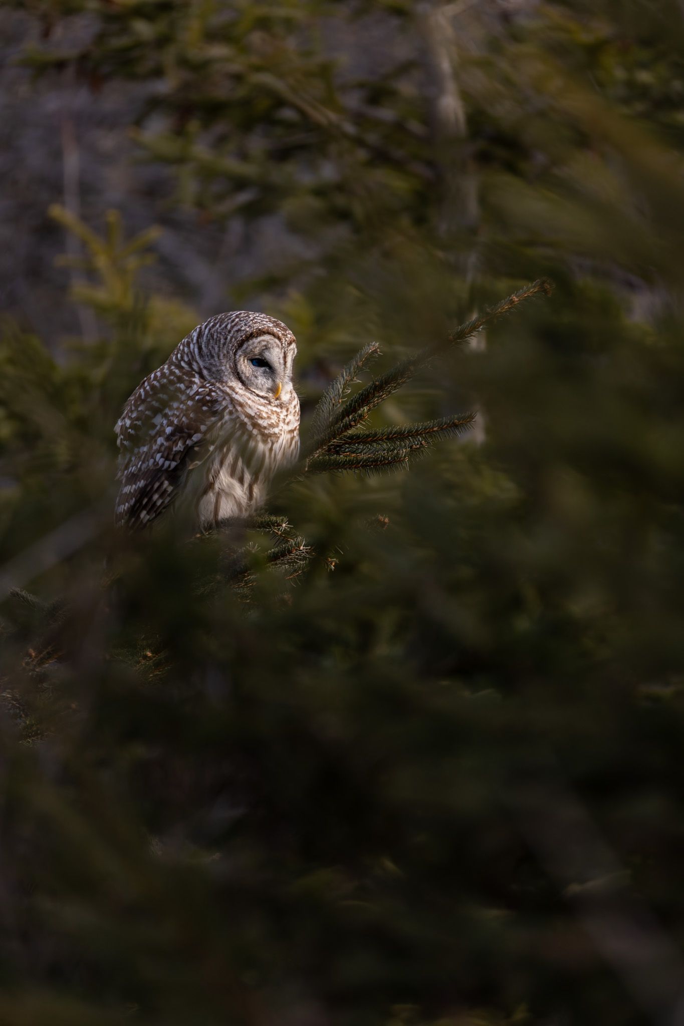 Grey and white owl framed by pine trees and lit by golden light.