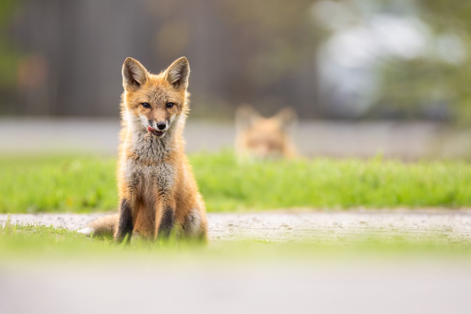 A red fix kit licking its chops with a sibling in the background sneaking up on it.