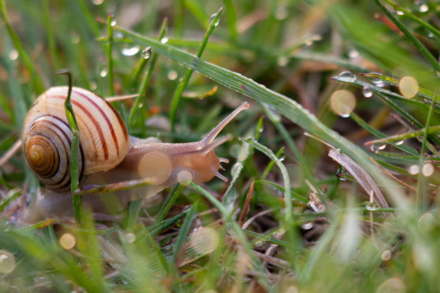 A glowy snail sitting in grass, surrounded by golden drops of water.