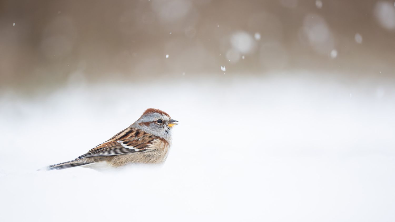 A small brown sparrow, specifically an American tree sparrow, on the snowy ground with more snow falling in the background.