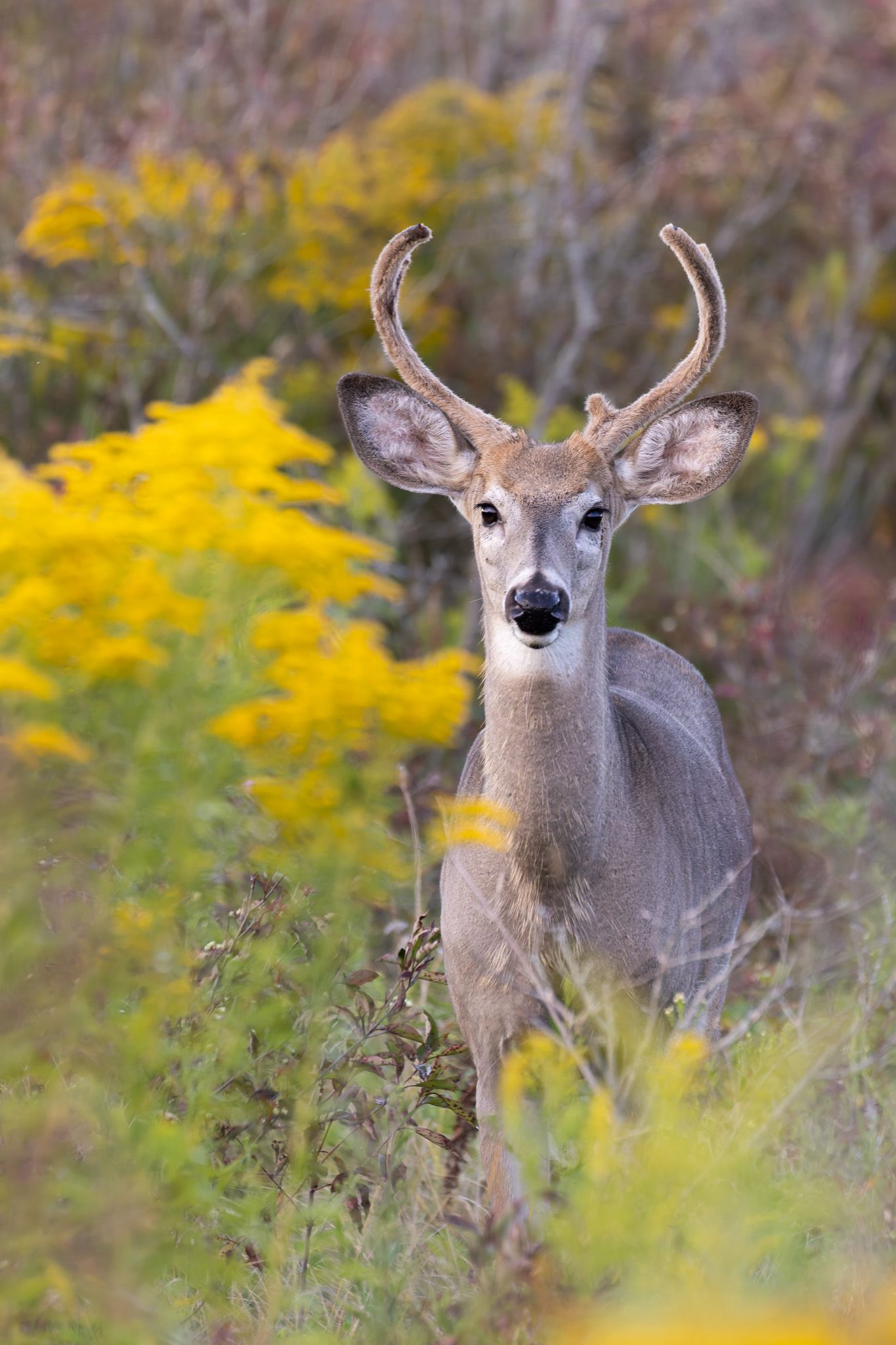 A young male deer with fuzzy antlers framed by yellow goldenrod flowers.
