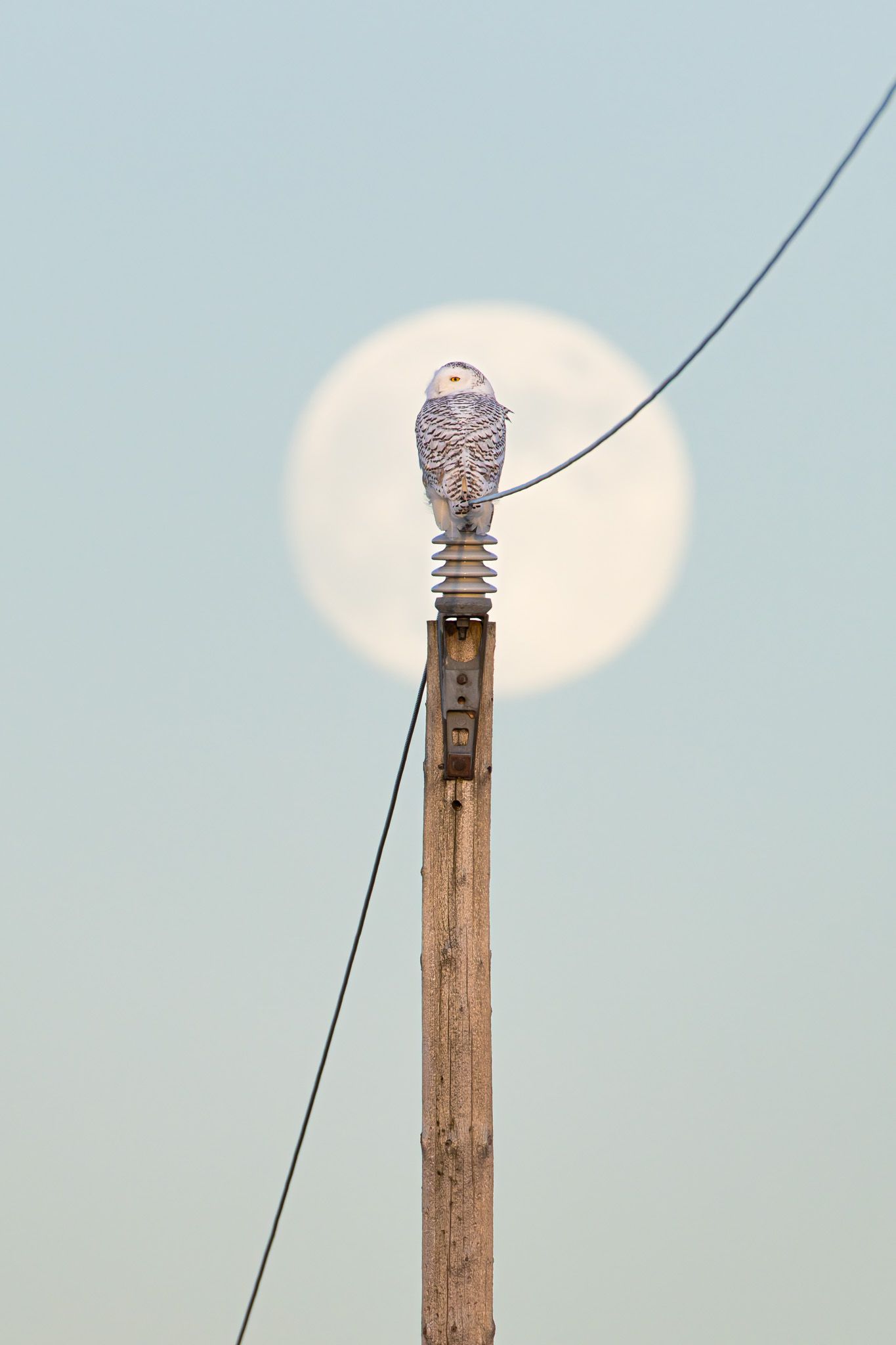 A white owl with black spots, specifically a female snowy owl, perched on a power pole in front of the full moon.
