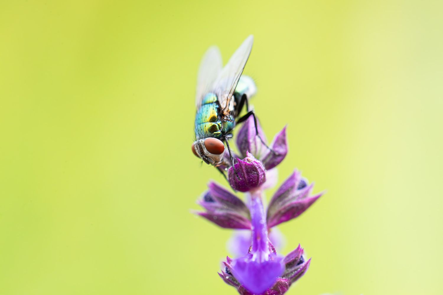 A metallic green fly with red eyes perched on a purple flower in front of a green background.