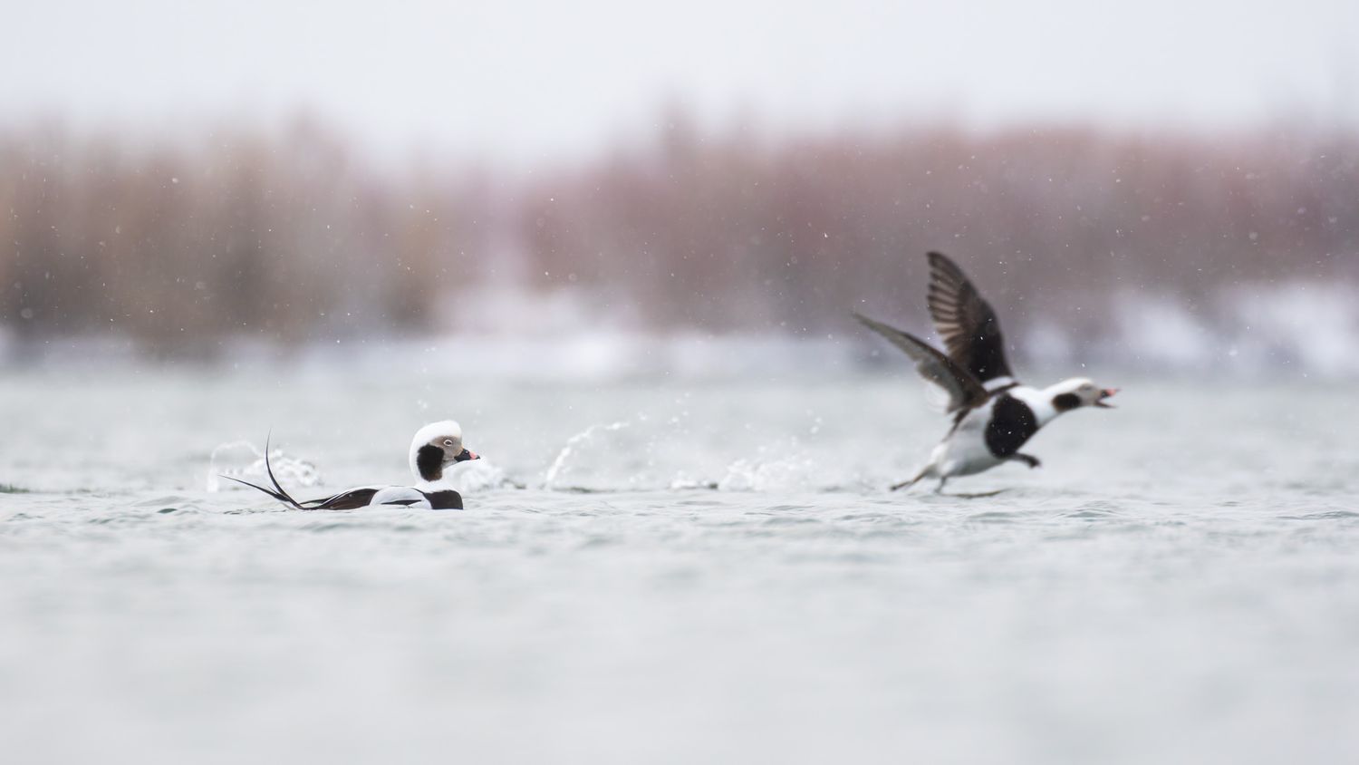 Two black, white and grey ducks on a snowy lake. One duck is paddling calmly while the other is calling and taking off in the background.
