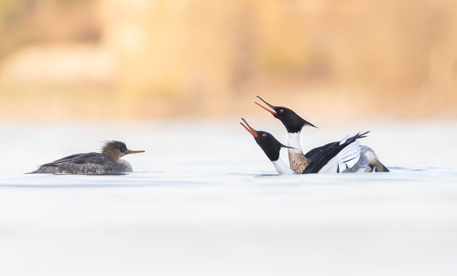 Two black and white ducks with red eyes and beaks performing a courtship dance for an uninterested brown female duck of the same species.