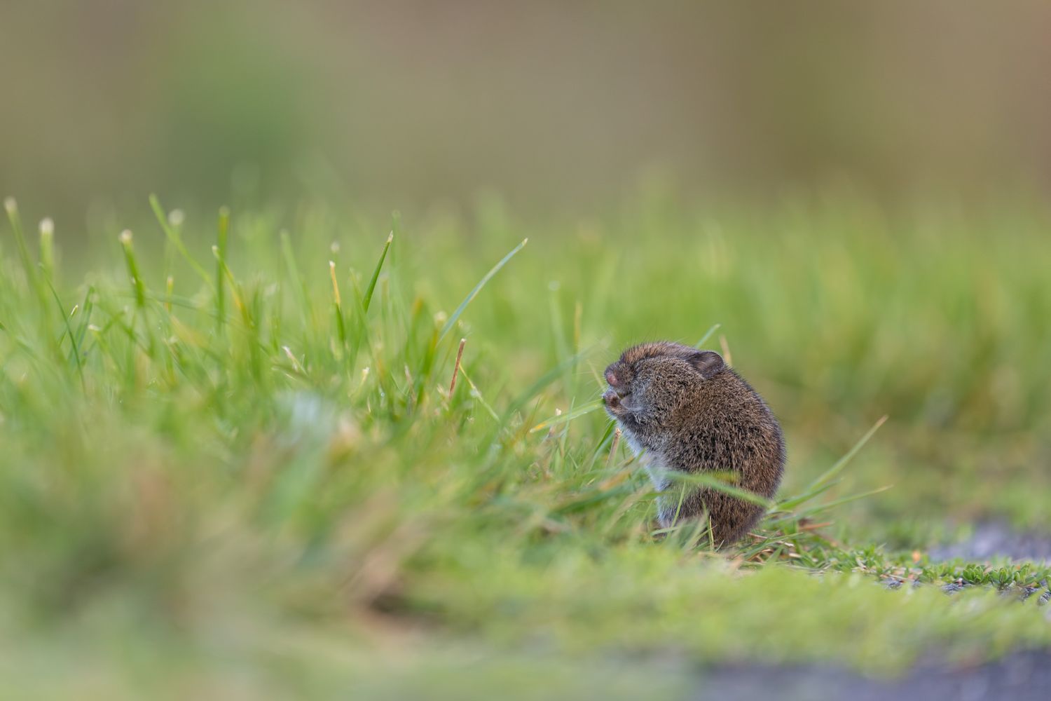 A small, round vole eating a blade of grass its holding in its paws while looking happy.