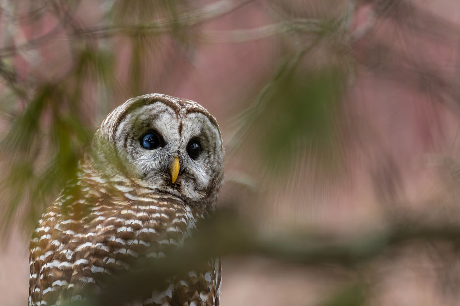 A close-up portrait of a brown and grey owl with a red background and out of focus green pine needs in front. It has one blue eye.