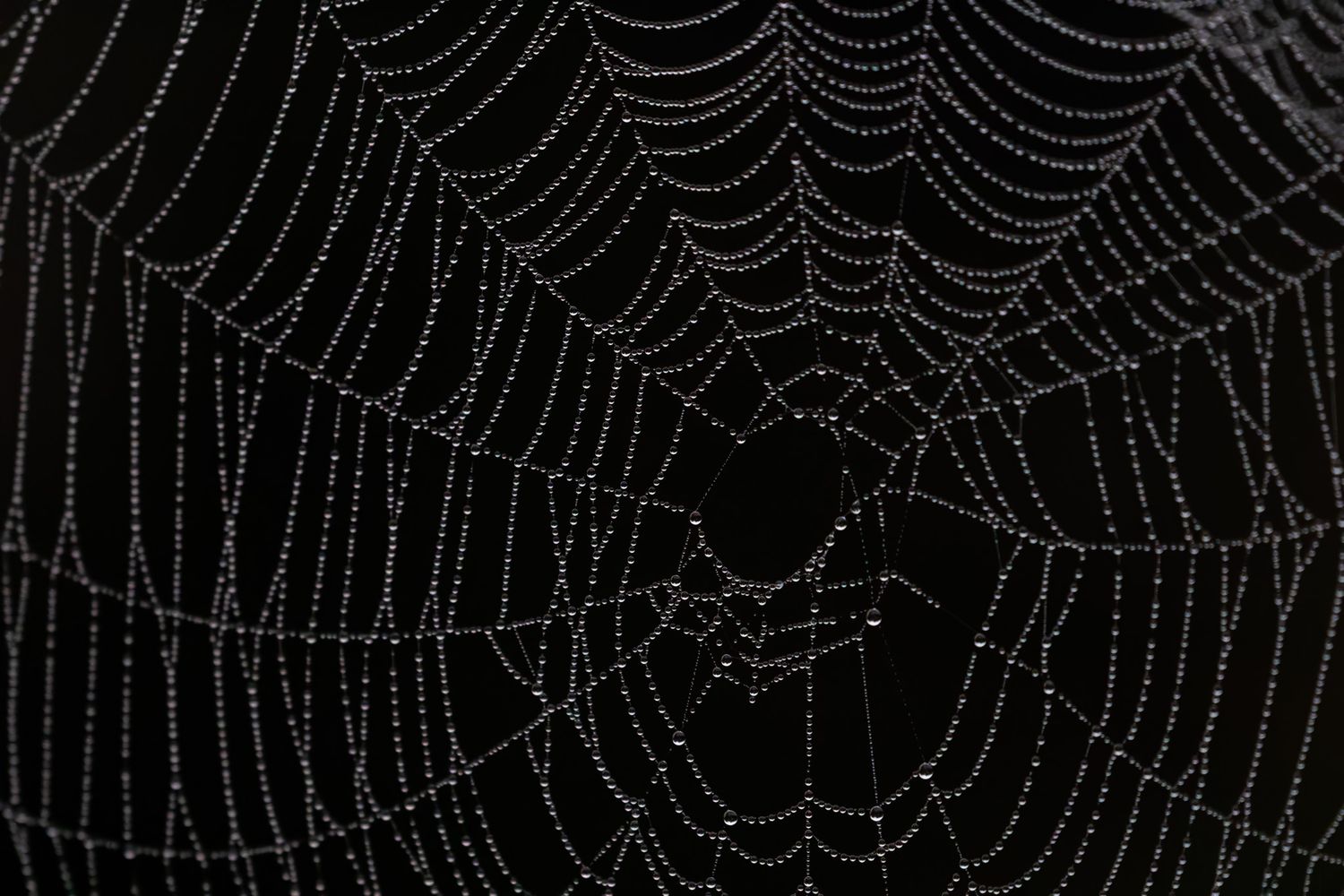 A spider web outlined by dewdrops on a black background.
