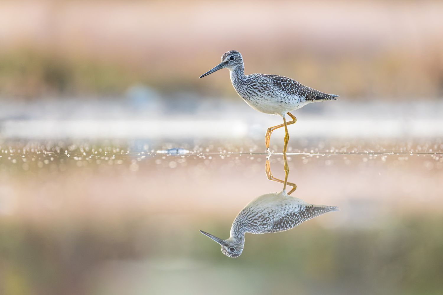 A greater yellowlegs wading in a pond with a mirrored surface and a pink background.