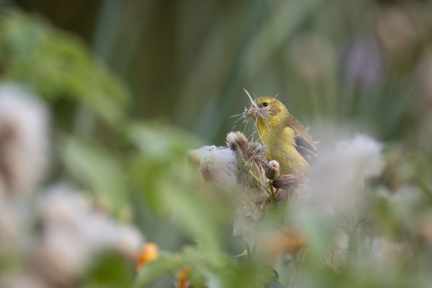 A small, muddy yellow bird, specifically an American goldfinch, feeding on white, fluffy seeds.
