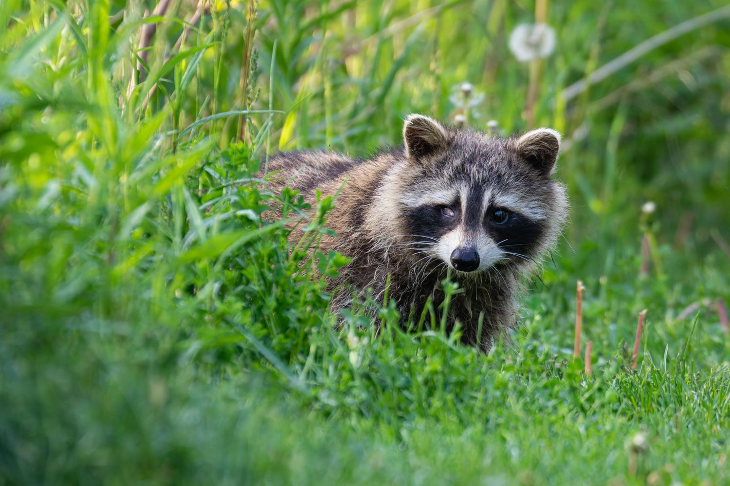 A racoon with a damaged eye peeking out of an opening in some tall, green grass.