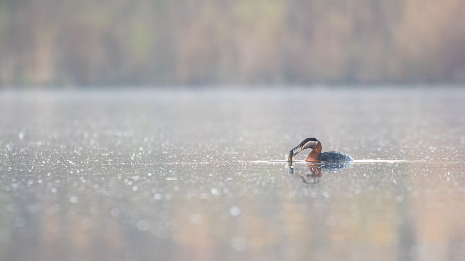 A red-necked grebe duck catching a fish on a misty pond.