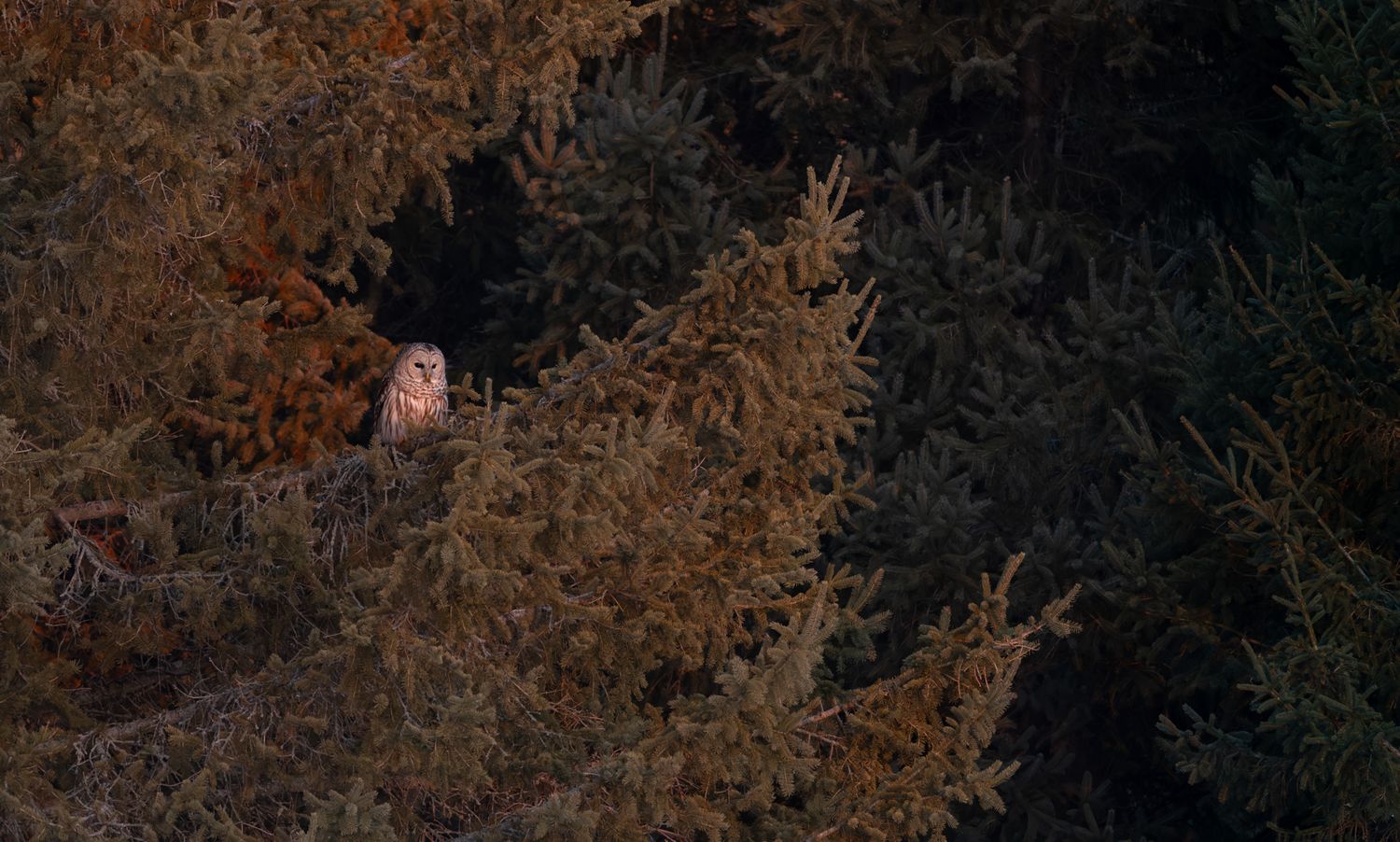 A small in frame grey and white owl that is perched on a branch of a pine tree, bathed in golden light.