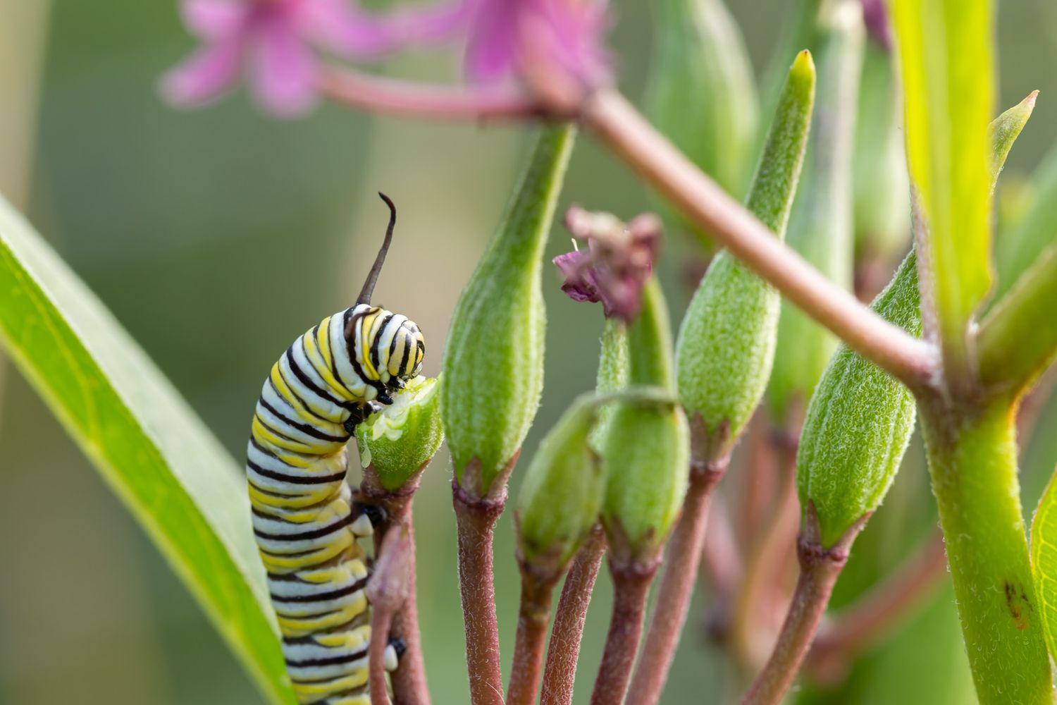 A yellow, black and white caterpillar eating milkweed buds.
