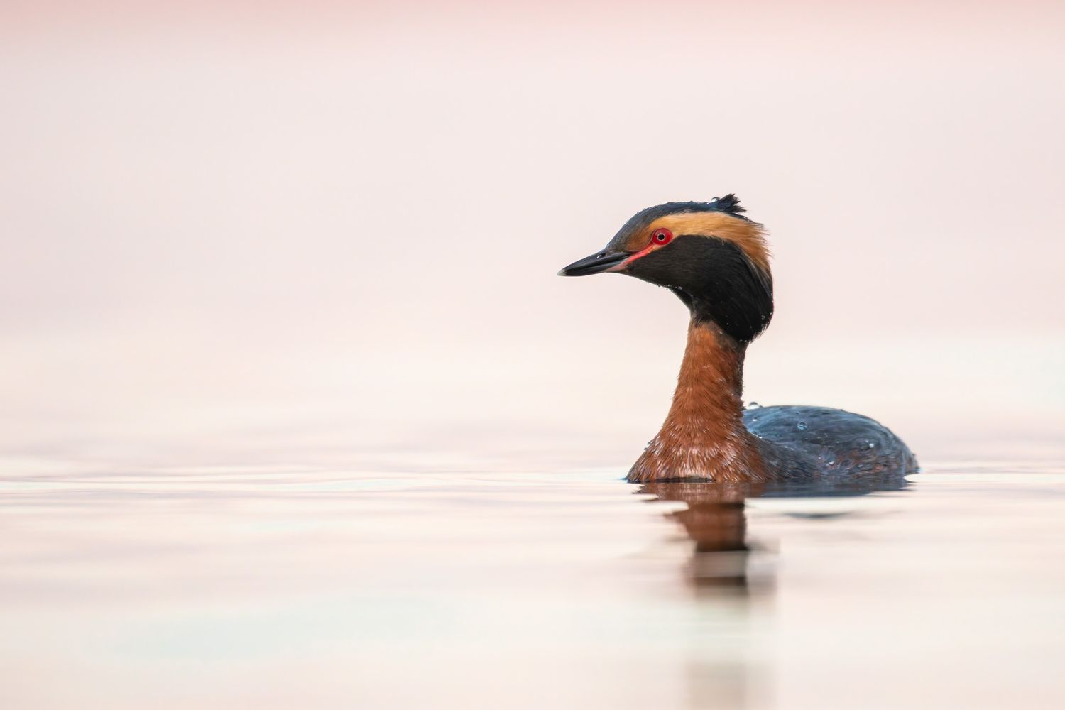 A portrait of a red and black duck with golden feathers around its red eye. Background is a peachy pink.