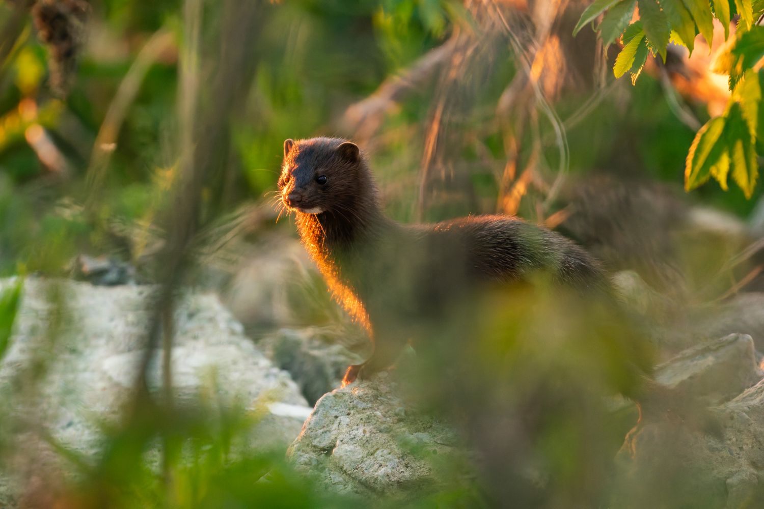 A mink, rimmed with golden light, standing on some rocks amidst greenery.
