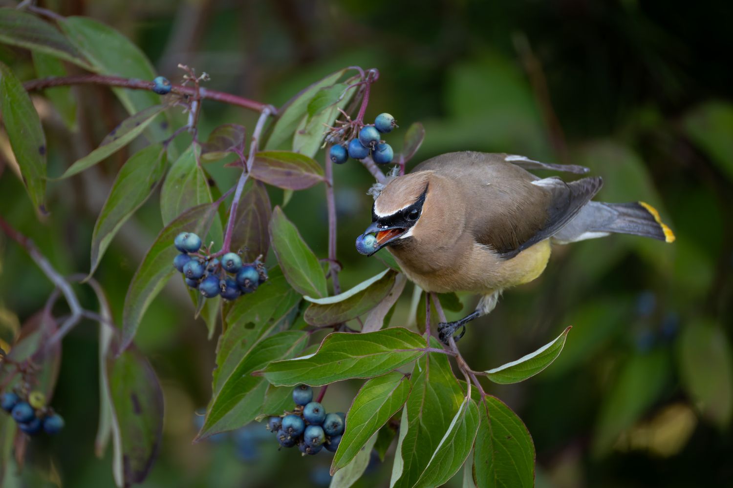 A brown, grey and yellow bird with a black mask eating blue berries off a bush.