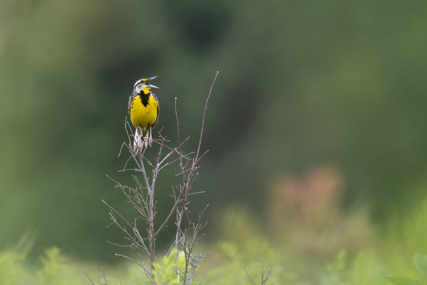 A brown bird with a yellow chest and black collar is singing perched on a bare bush in front of a green background.