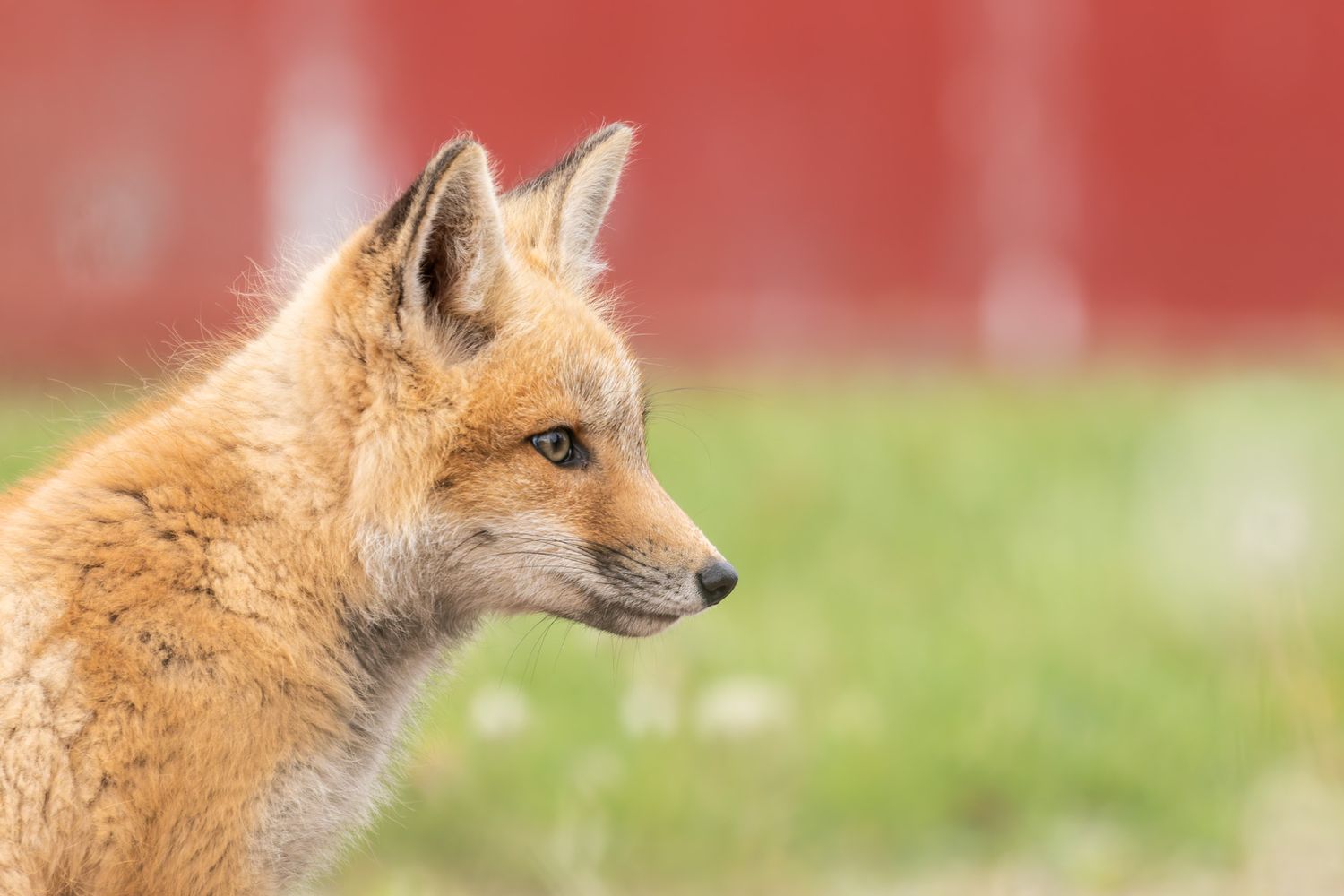 A side facing portrait of an alert red fox kit in front of a red and green background.