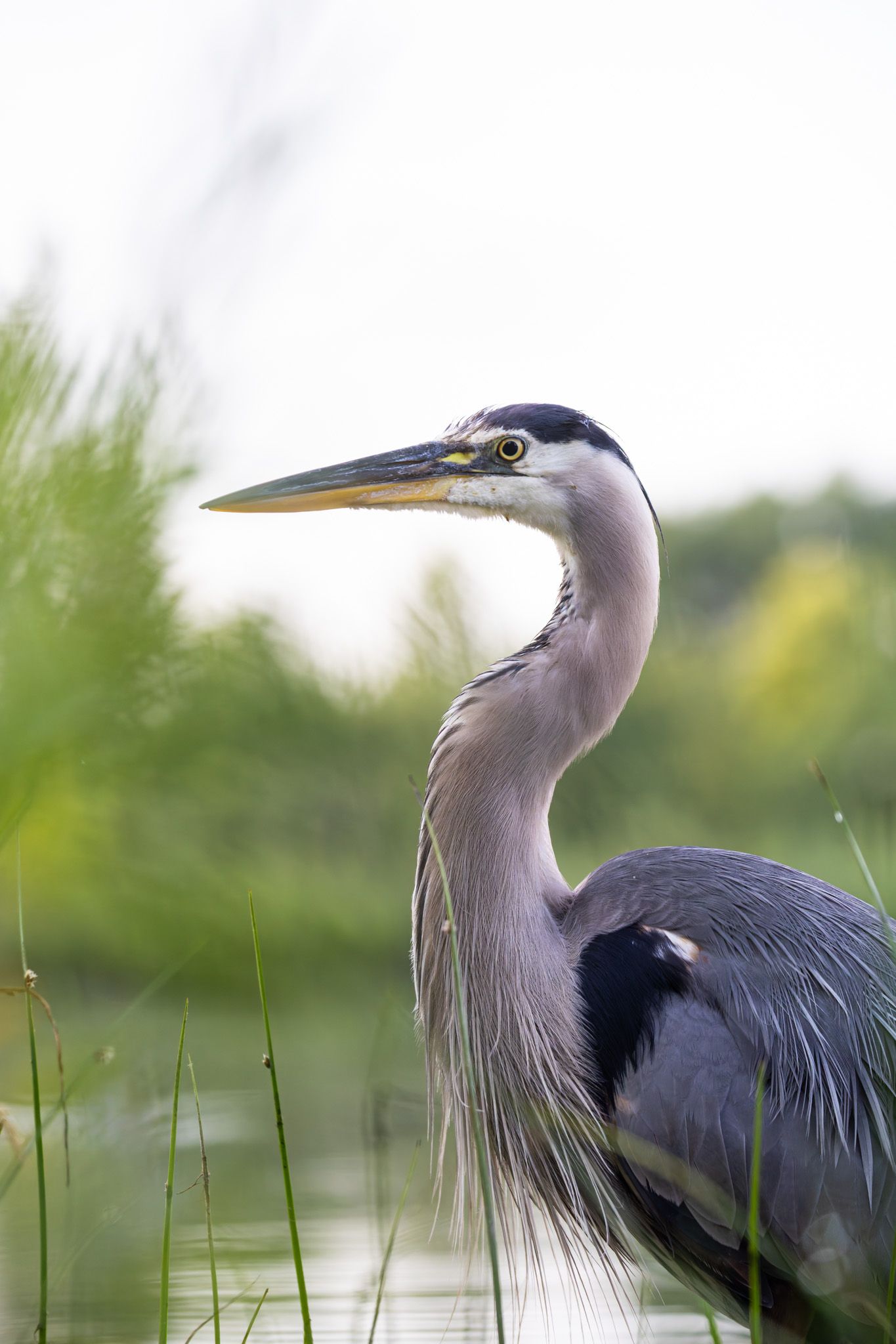 A close up portrait of a great blue heron, a large blue-grey bird with a yellow beak, with a pond surrounded by greenery in the background.