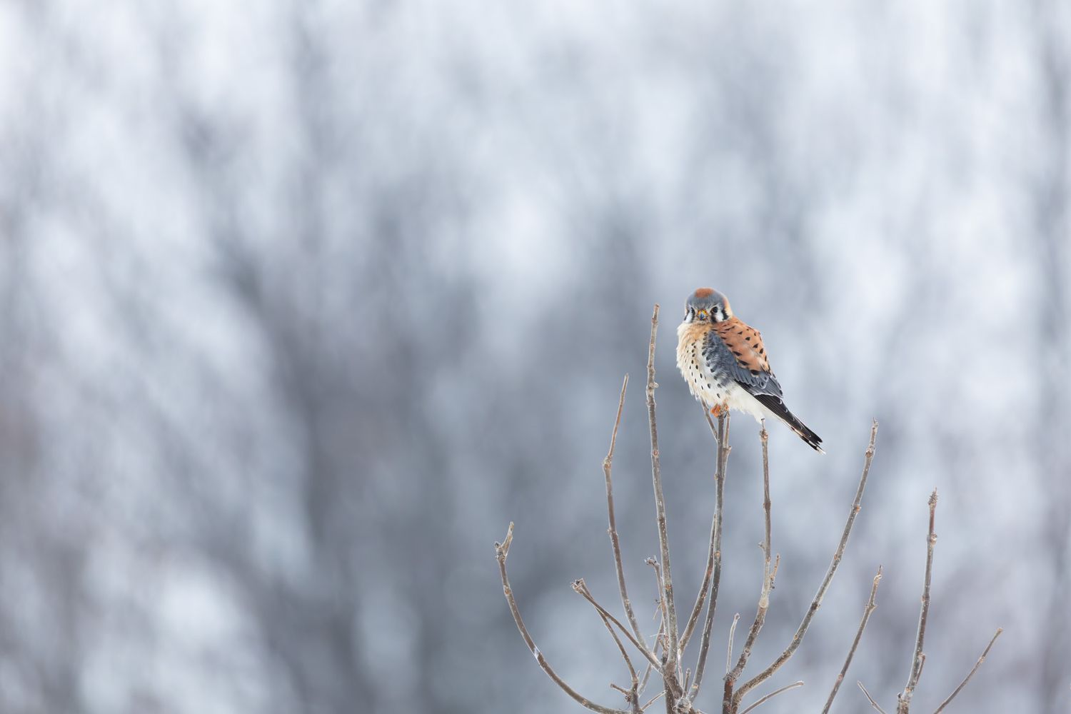 A small rusty brown and grey raptor perched on top of a bush in front of bare winter trees.
