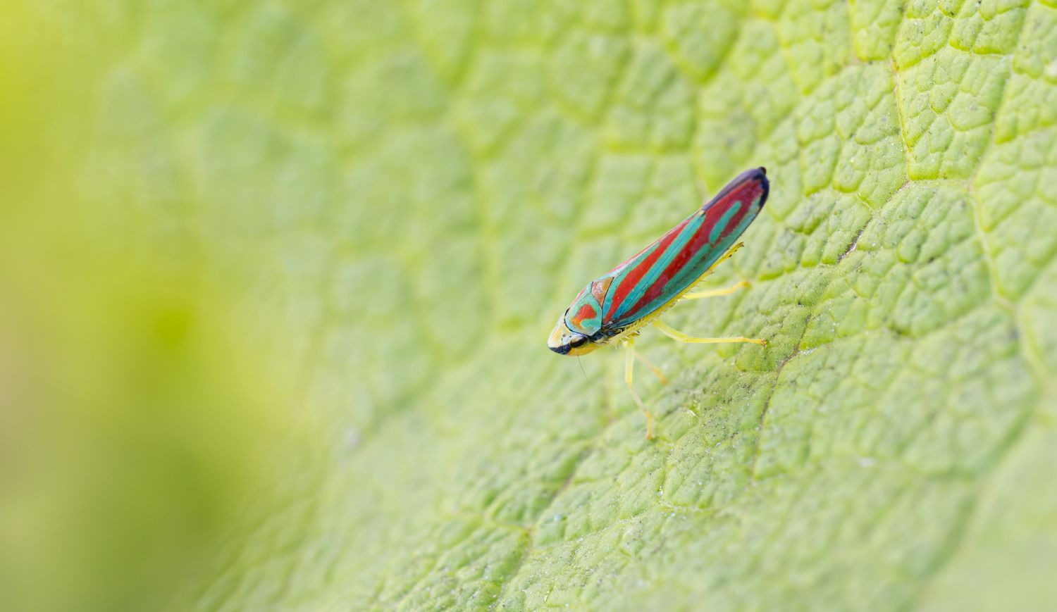 A turquoise and red striped bug, with a yellow face, is sitting on a green leaf.
