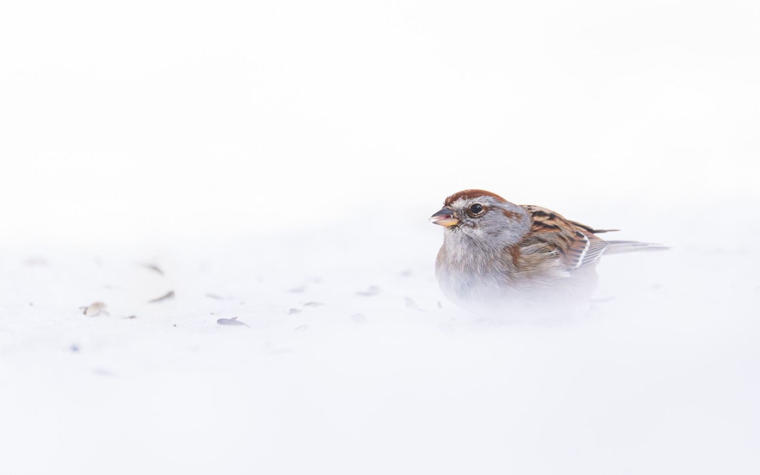 A brown sparrow eating seeds in the snow on the ground.