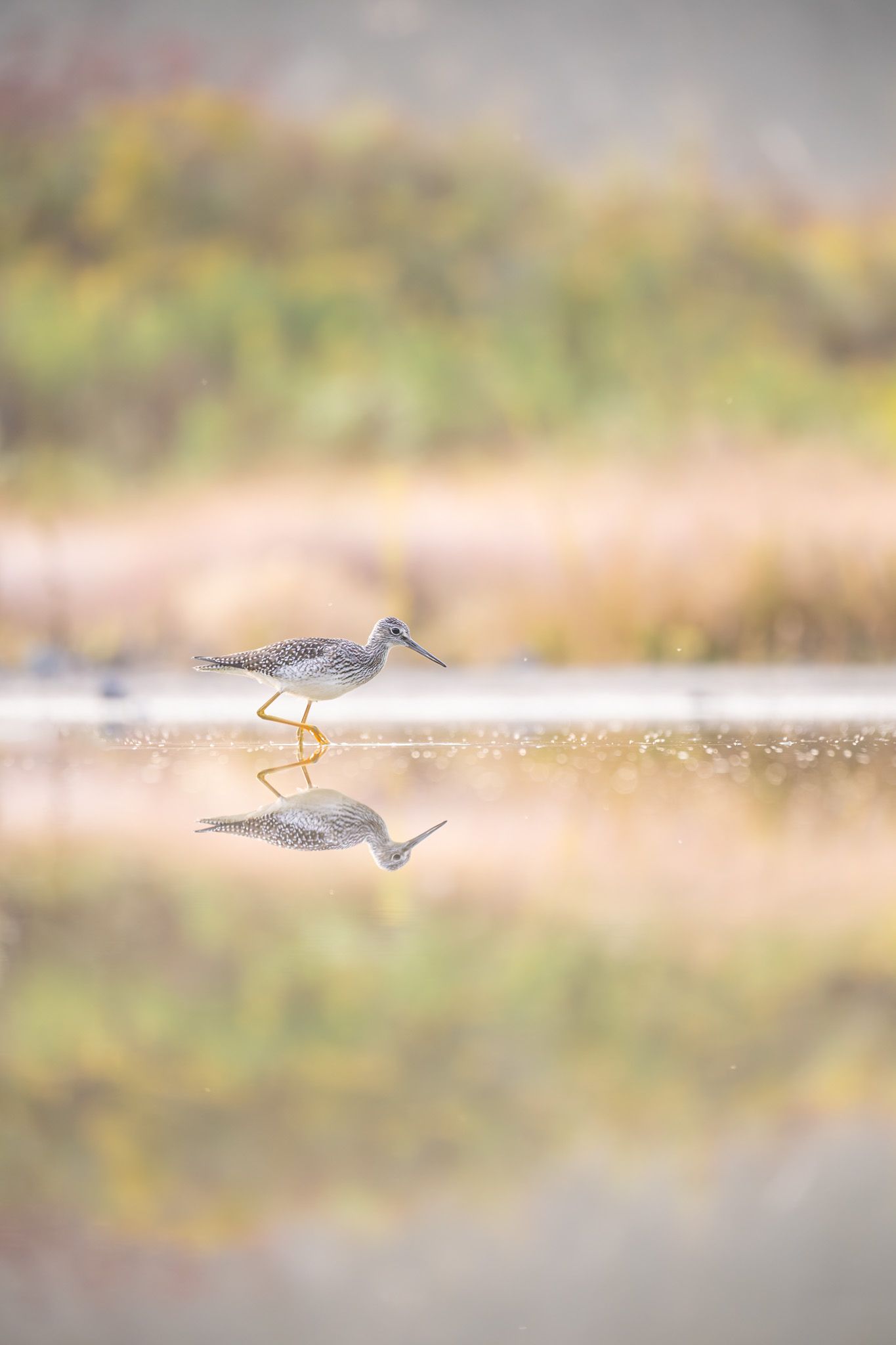 A small grey and white wading bird with yellow legs wading on a mirrored pond.