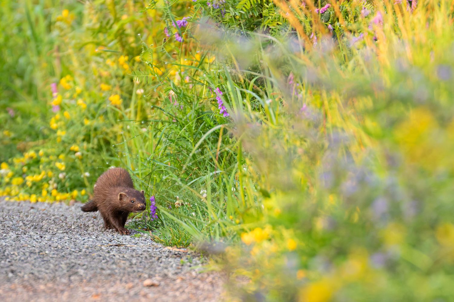 A small brown weasel hunting along the edge of a gravel path with yellow and blue summer wildflowers in the background.