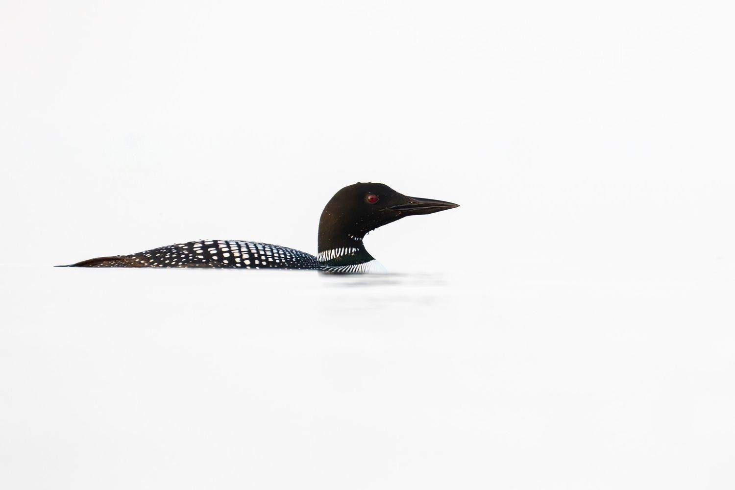 A minimalist portrait of a loon on a white background with some small ripples under its neck.