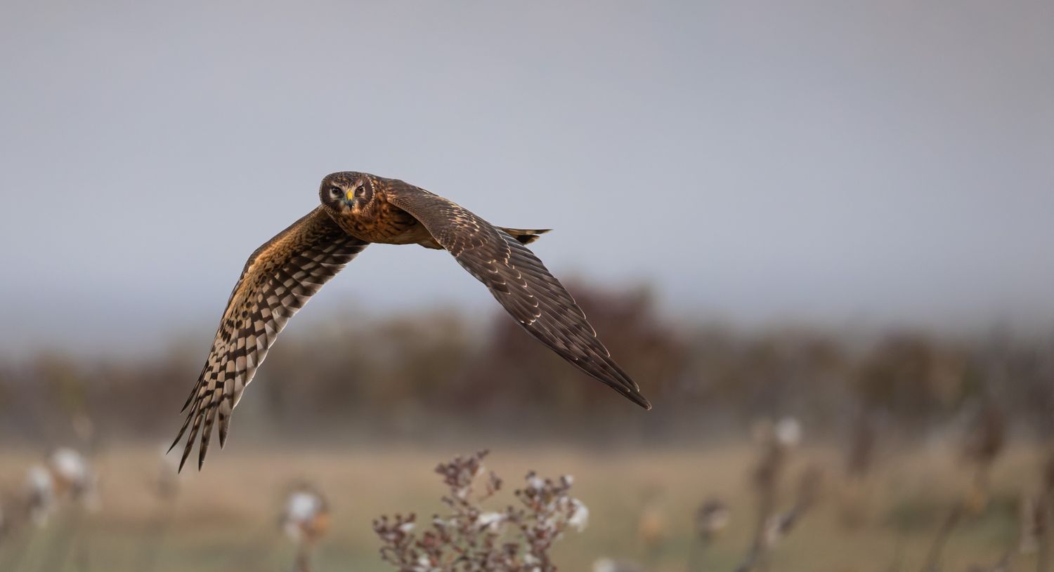 A brown hawk with an owl-like face, flying by and looking at the viewer, with a misty brown field in the background.