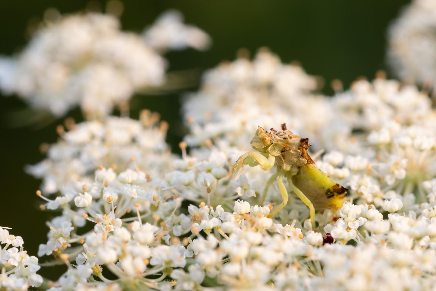 A yellow ambush bug sitting on white flowers.