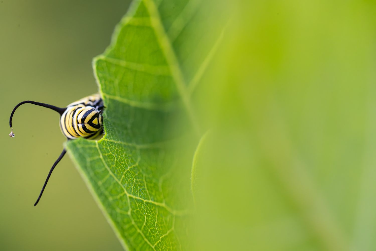 A yellow, white and black striped caterpillar is peaking around a partially eaten green leaf.