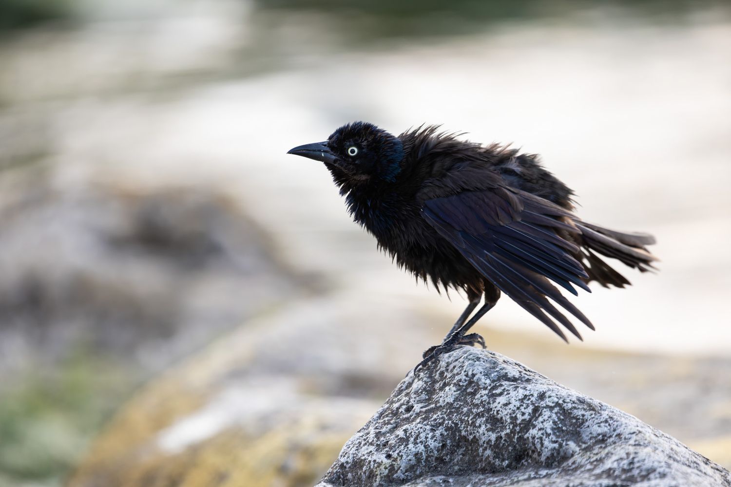 A black bird with a pale yellow eye paused mid-shake. It is all fluffed up and standing on a rock.